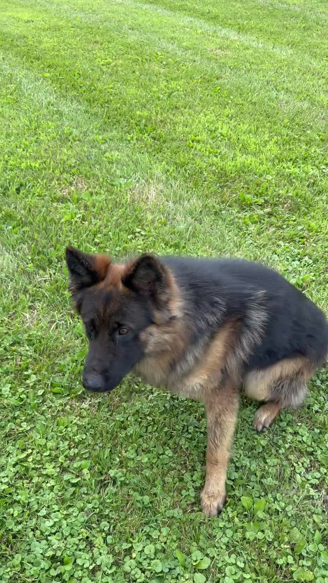 German Shepherd dogs for sale: German Shepherd Puppy 6 - Video 1