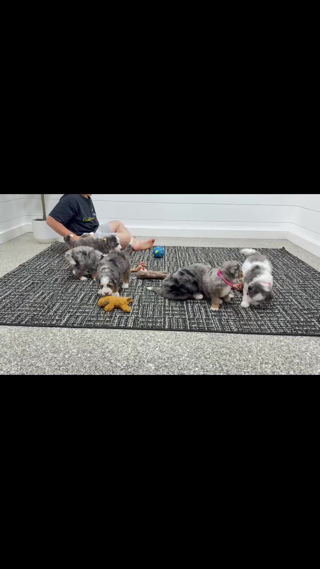 Mini Bernedoodle dogs for sale: Maggie  💖 - Video 1