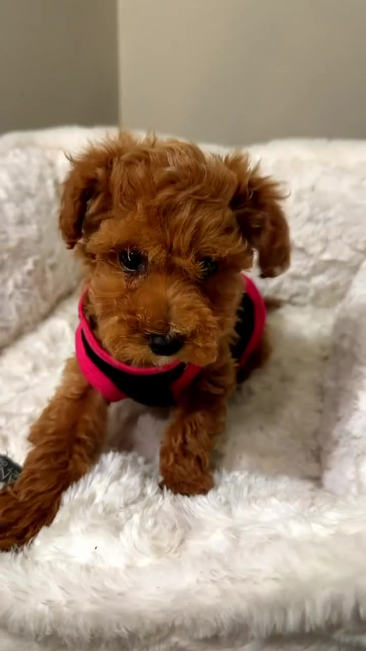 Toy Poodle dogs for sale: Zara  - Video 1