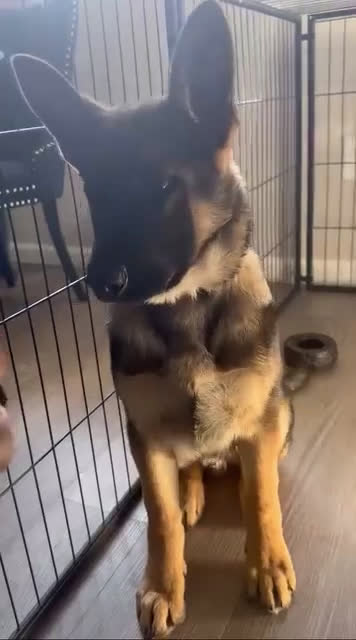 German Shepherd dogs for sale: German Shepherd Puppy 6 - Video 1