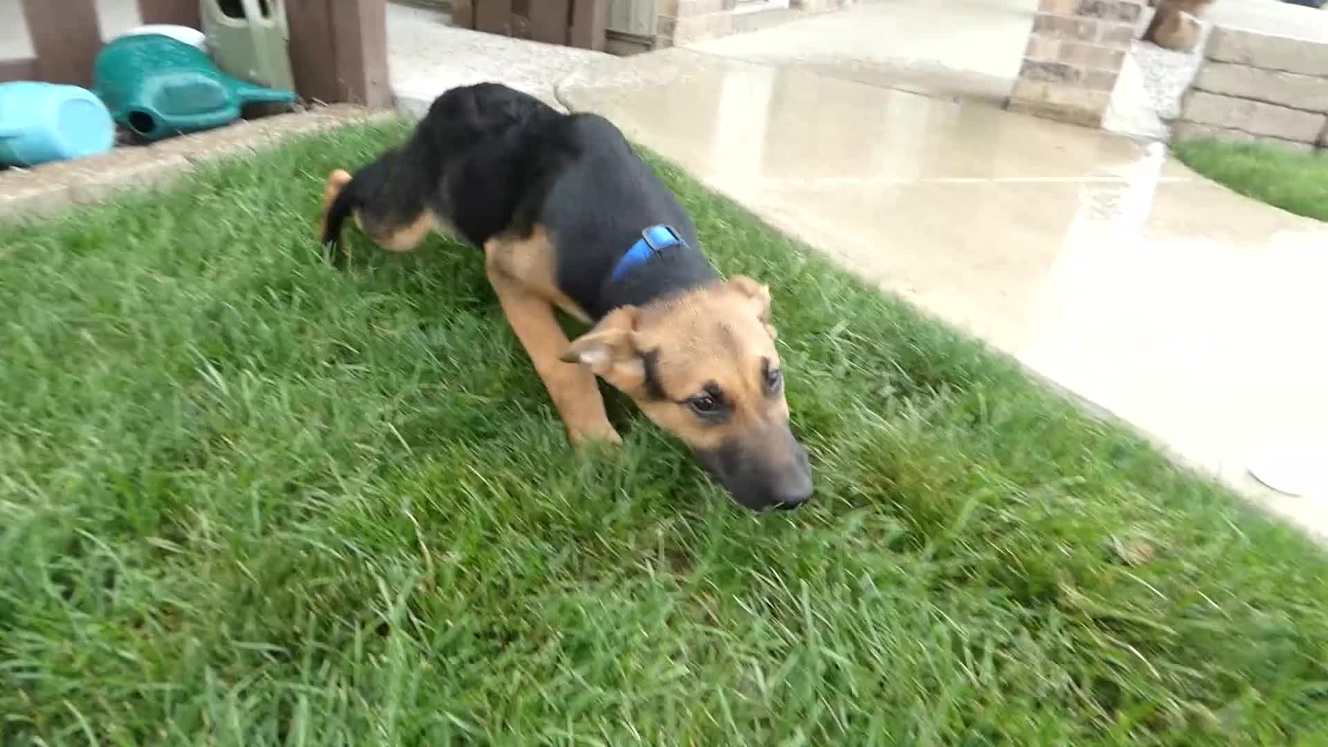 Sheprador dogs for sale: Golden Shepherd 2 Trigger - Video 1