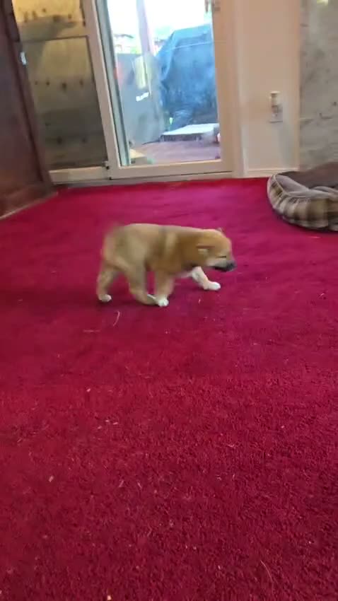 Shiba Inu dogs for sale: Fawn Female - Video 1