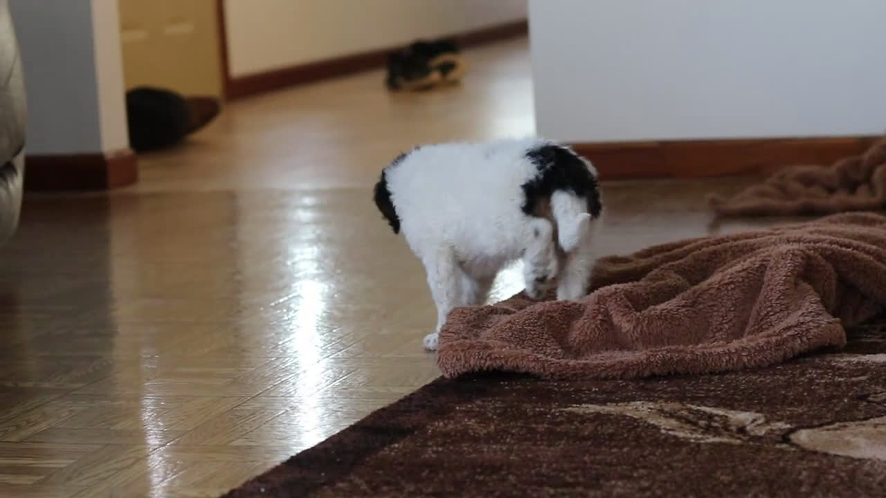 Mini Bernedoodle dogs for sale: Daisy - Video 1