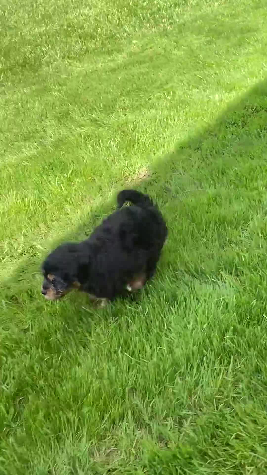 Mini Aussiedoodle dogs for sale: Tabby - Video 1