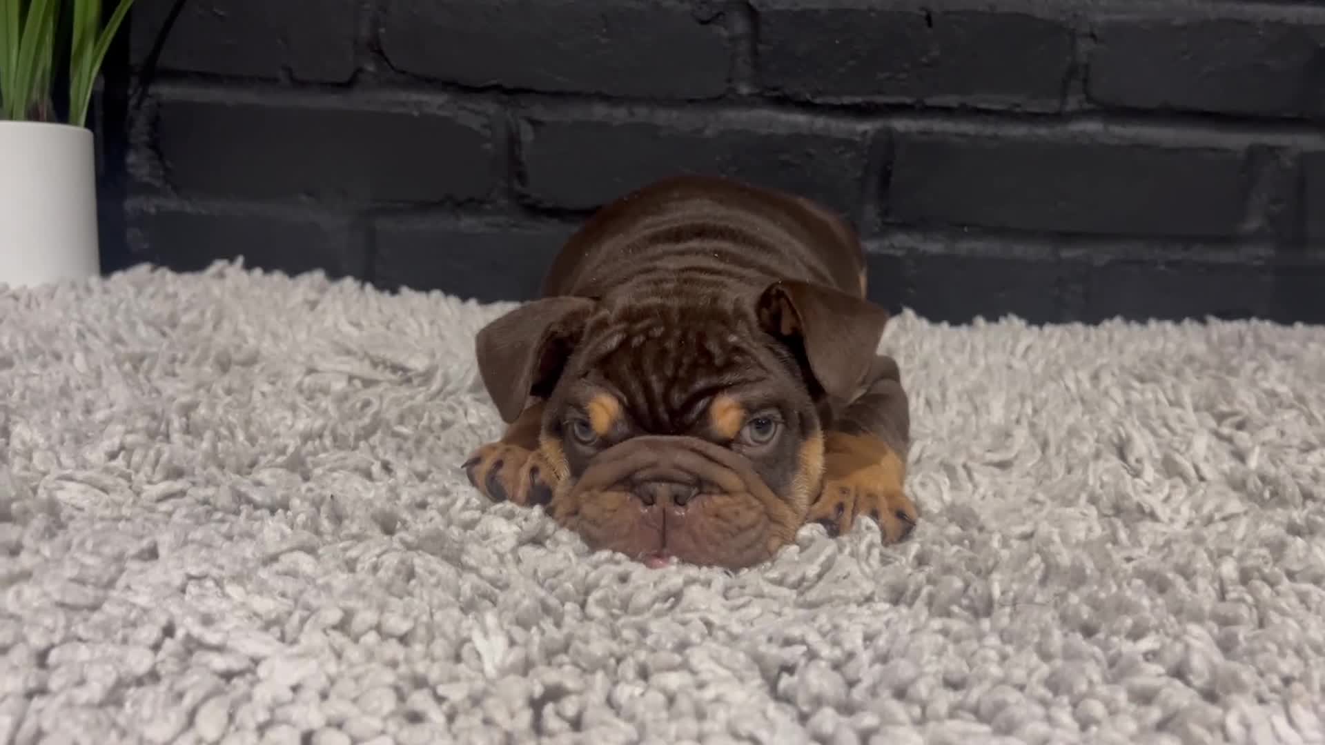 English Bulldog dogs for sale: Gravy - Video 1