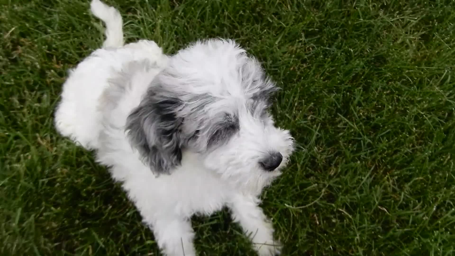 Sheepadoodle dogs for sale: Willow - Video 1