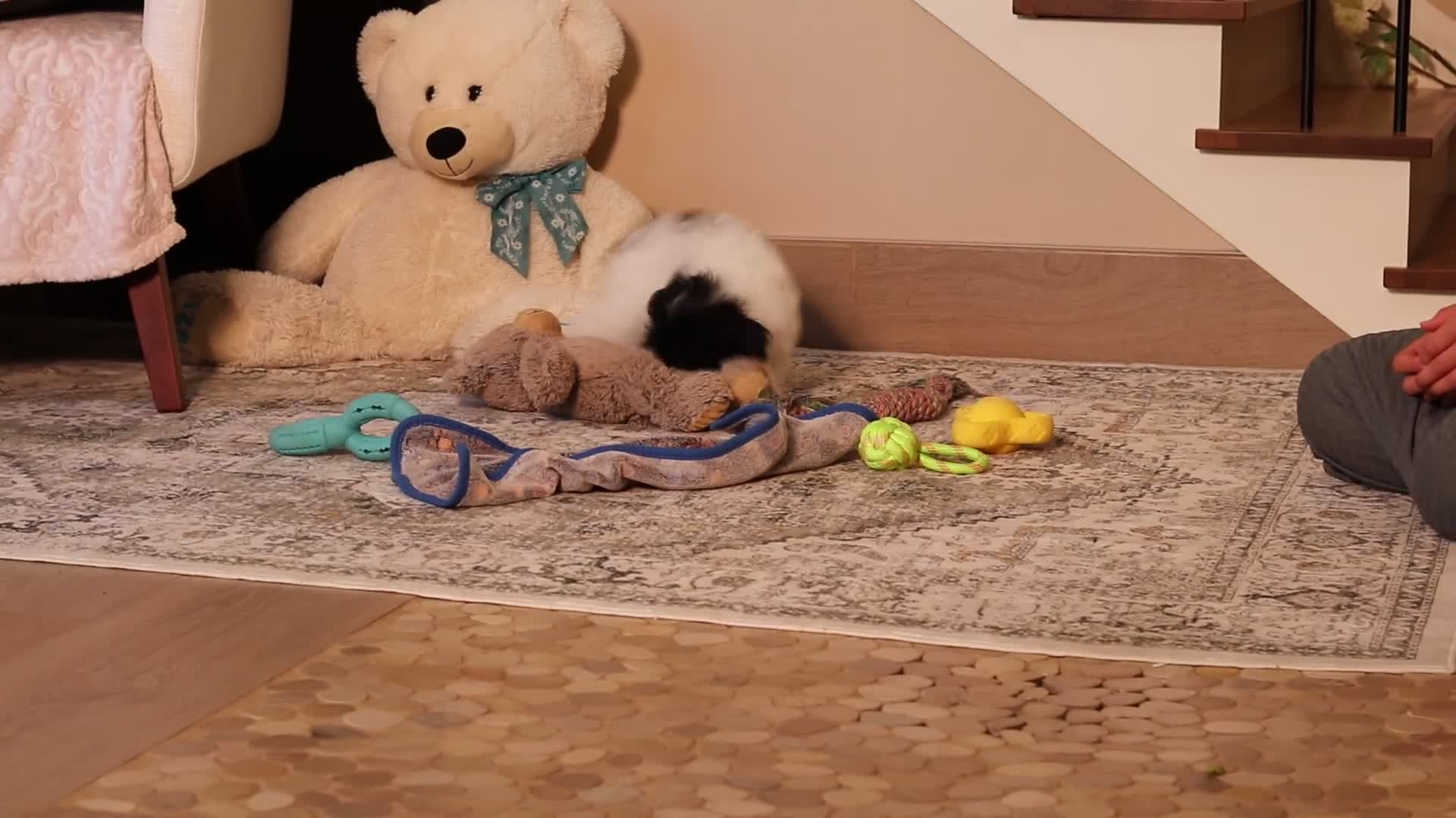 Mixed Breed dogs for sale: Winnie - Video 1