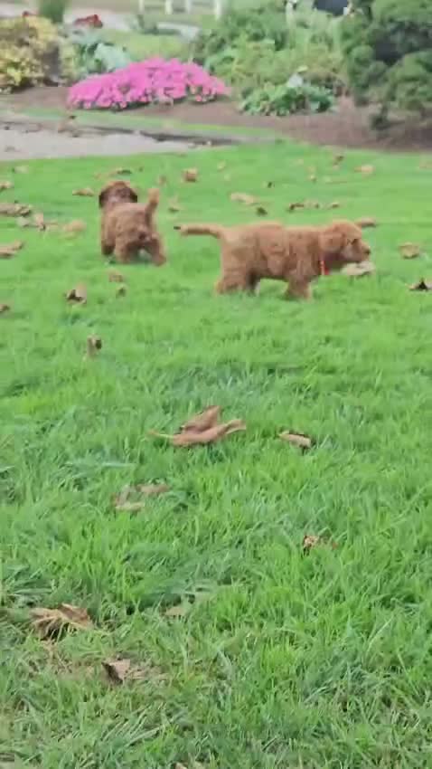 Miniature Poodle dogs for sale: Copper - AKC Mini Poodle - Video 1