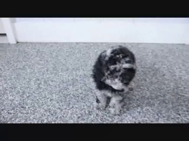 Mini Goldendoodle dogs for sale: Valerina - Video 1