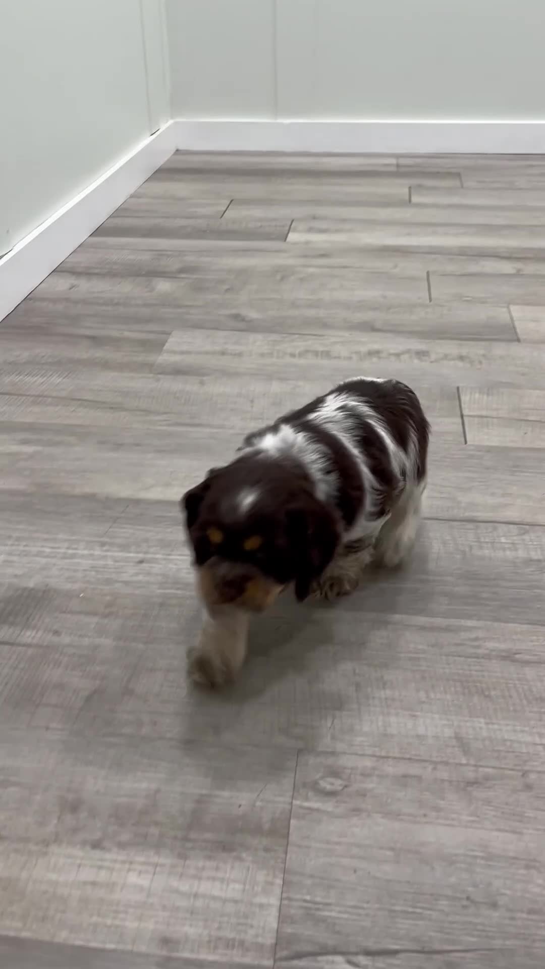 Cocker Spaniel dogs for sale: Jarvis - Video 1