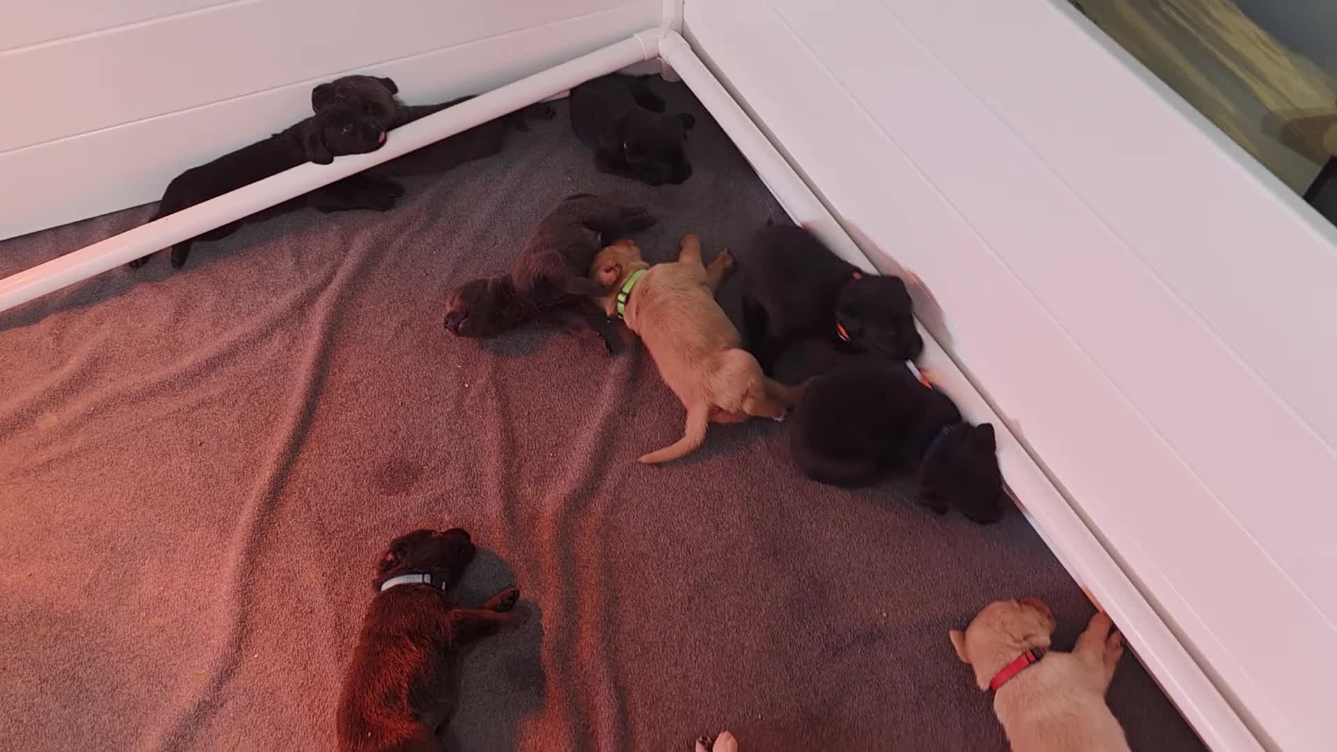 Labrador Retriever dogs for sale: Luigi - Video 1