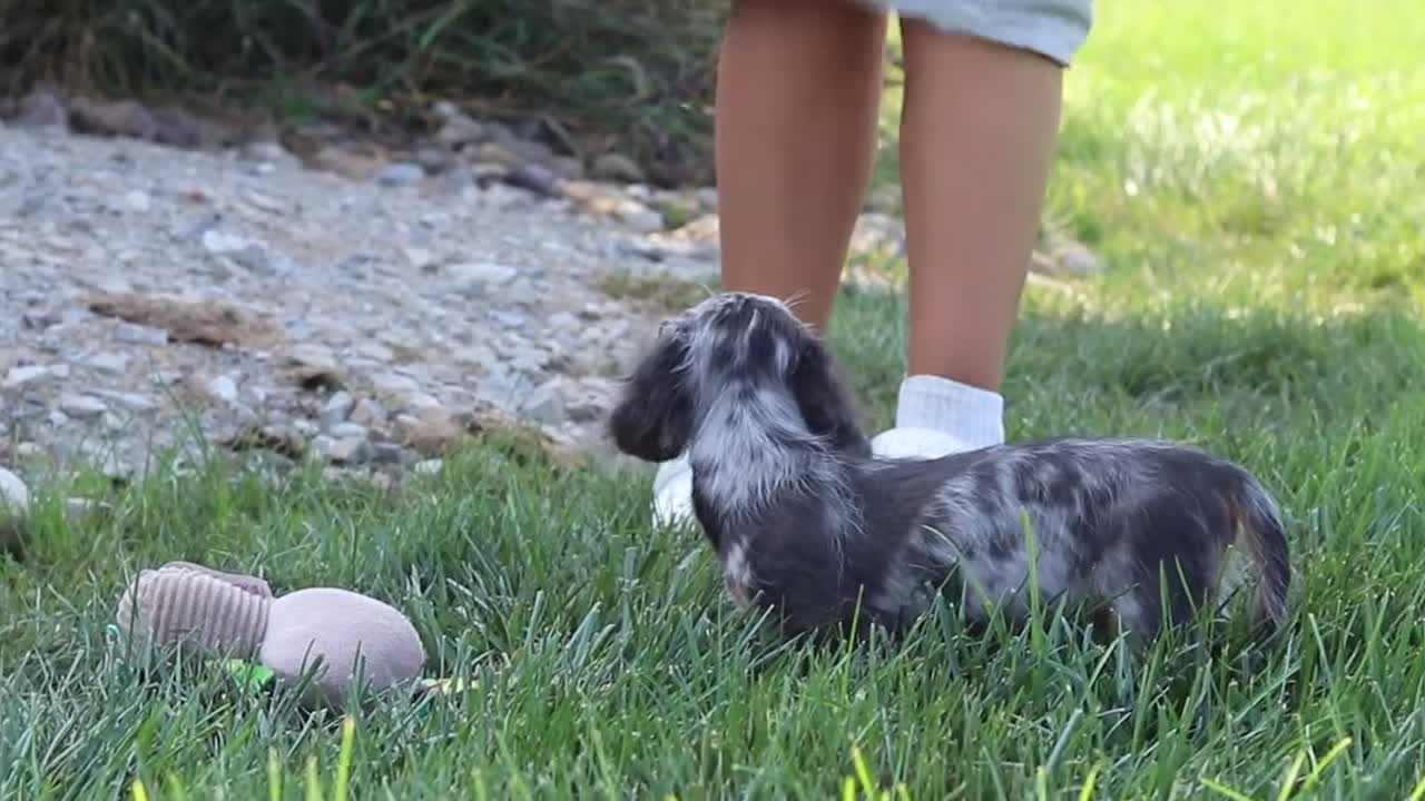 Dachshund dogs for sale: Bryce - Video 2