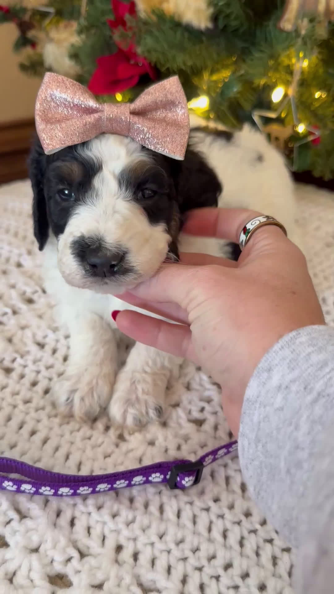 Mini Bernedoodle dogs for sale: Frank - Video 5