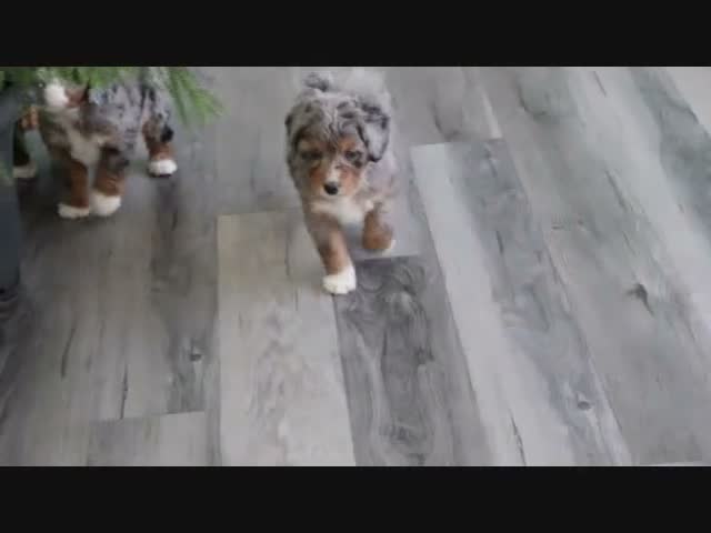 Mini Bernedoodle dogs for sale: Sandy - Video 1