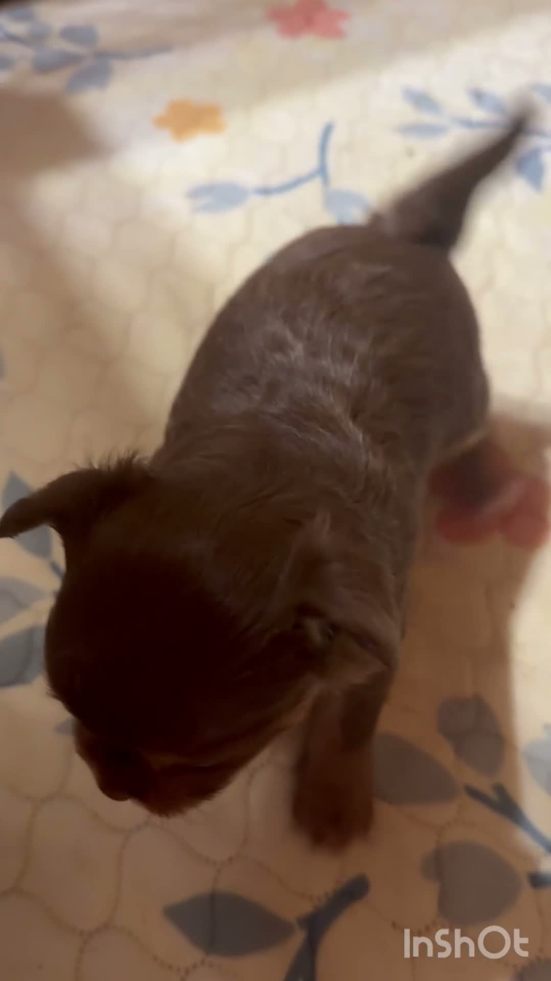 Chihuahua dogs for sale: Dolly - Video 2