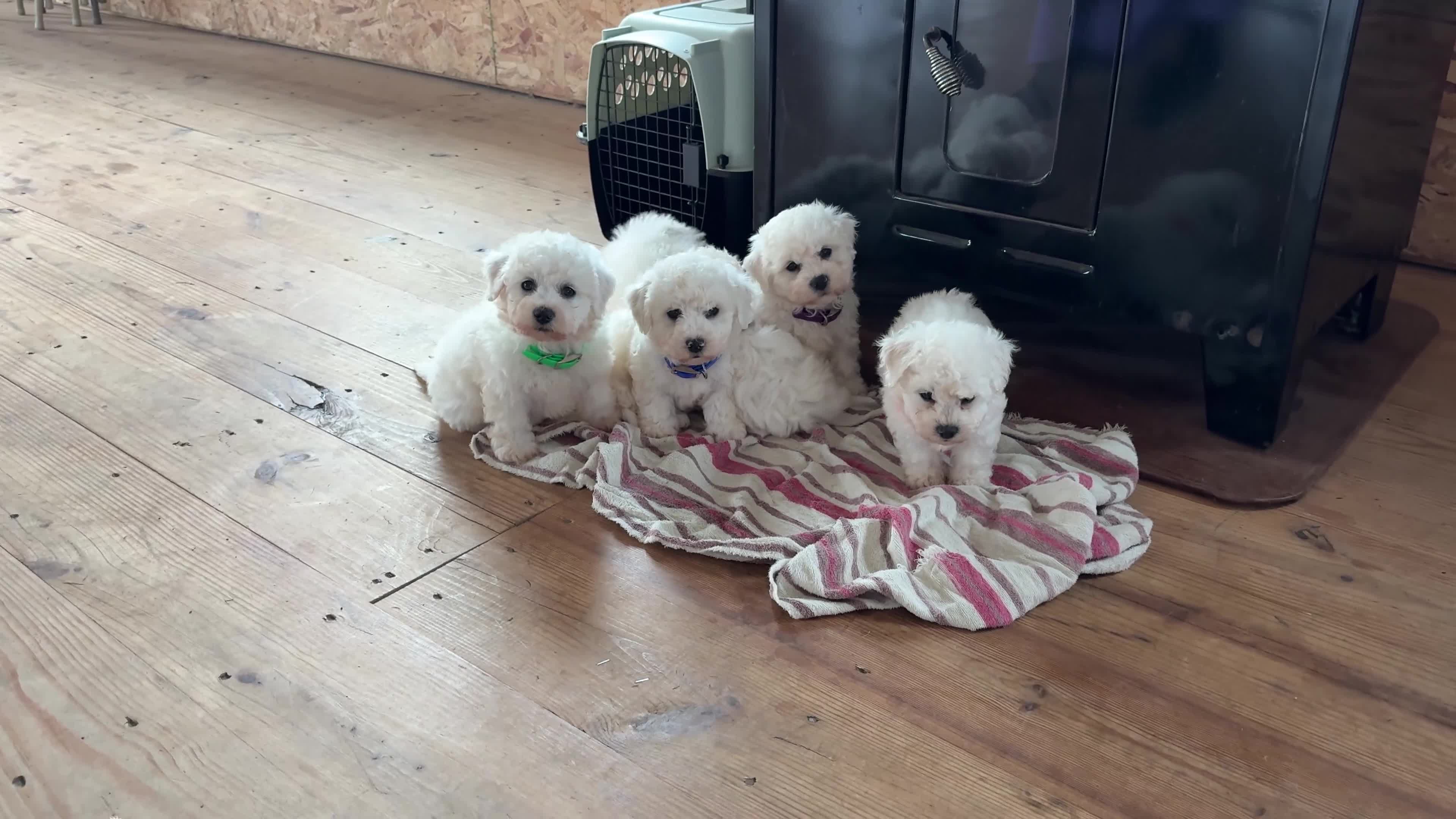 Bichon Frise dogs for sale: Eden - Video 1