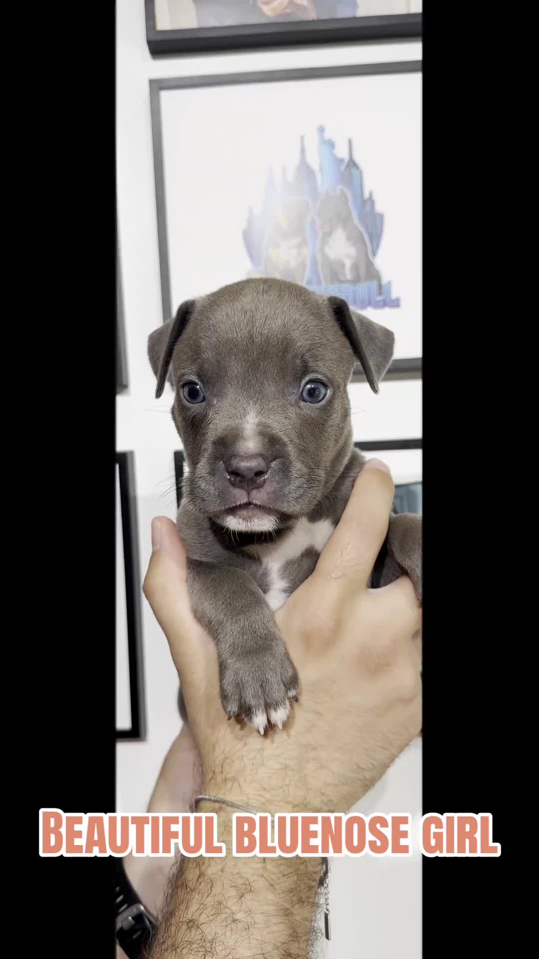 American Bully dogs for sale: American Bully 2 - Video 2