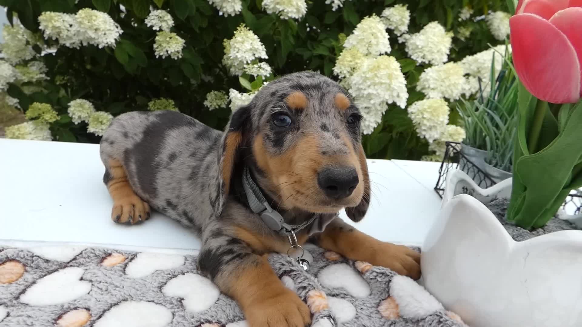 Miniature Dachshund dogs for sale: Miniature Dachshund 2 Diamond - Video 1