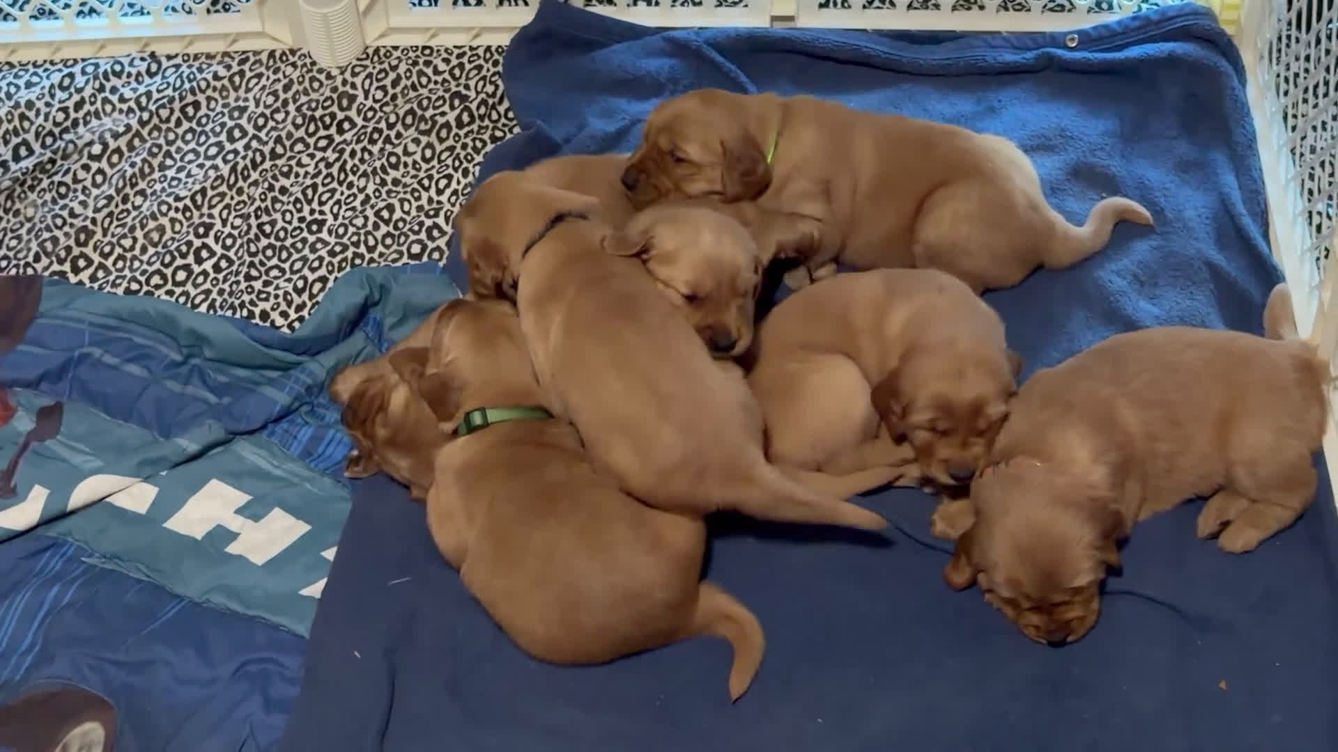 Golden Retriever dogs for sale: Red Girl  - Video 1