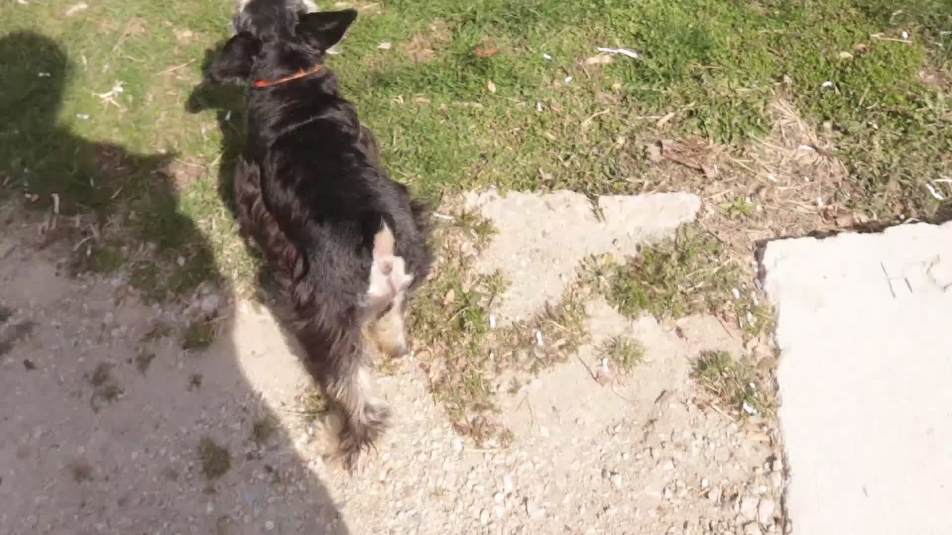 Miniature Schnauzer dogs for sale: Felix - Video 1