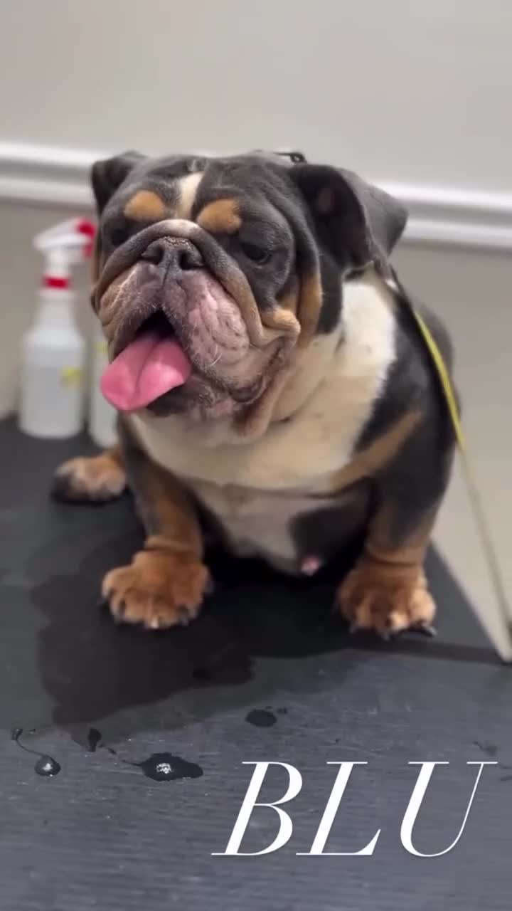 English Bulldog dogs for sale: BLU - Video 2