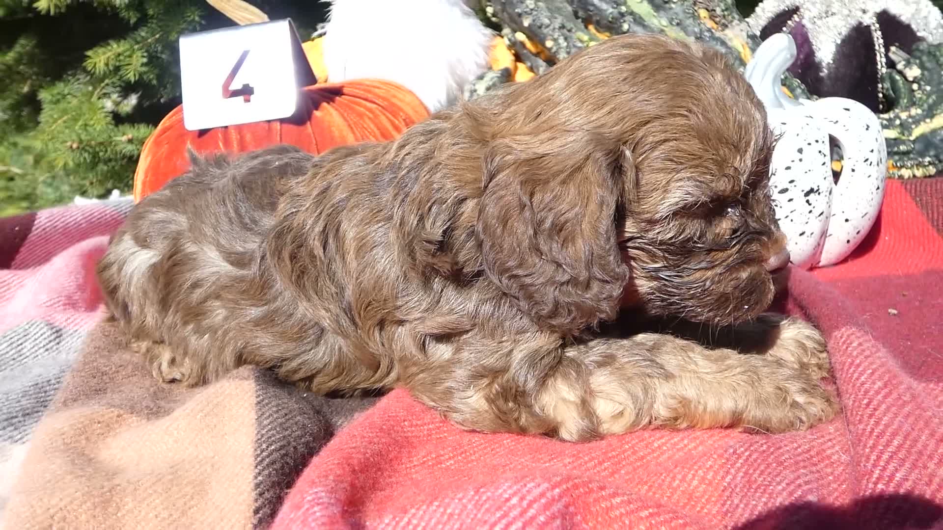 Cavapoo dogs for sale: Cavapoo 4 Duffy - Video 4
