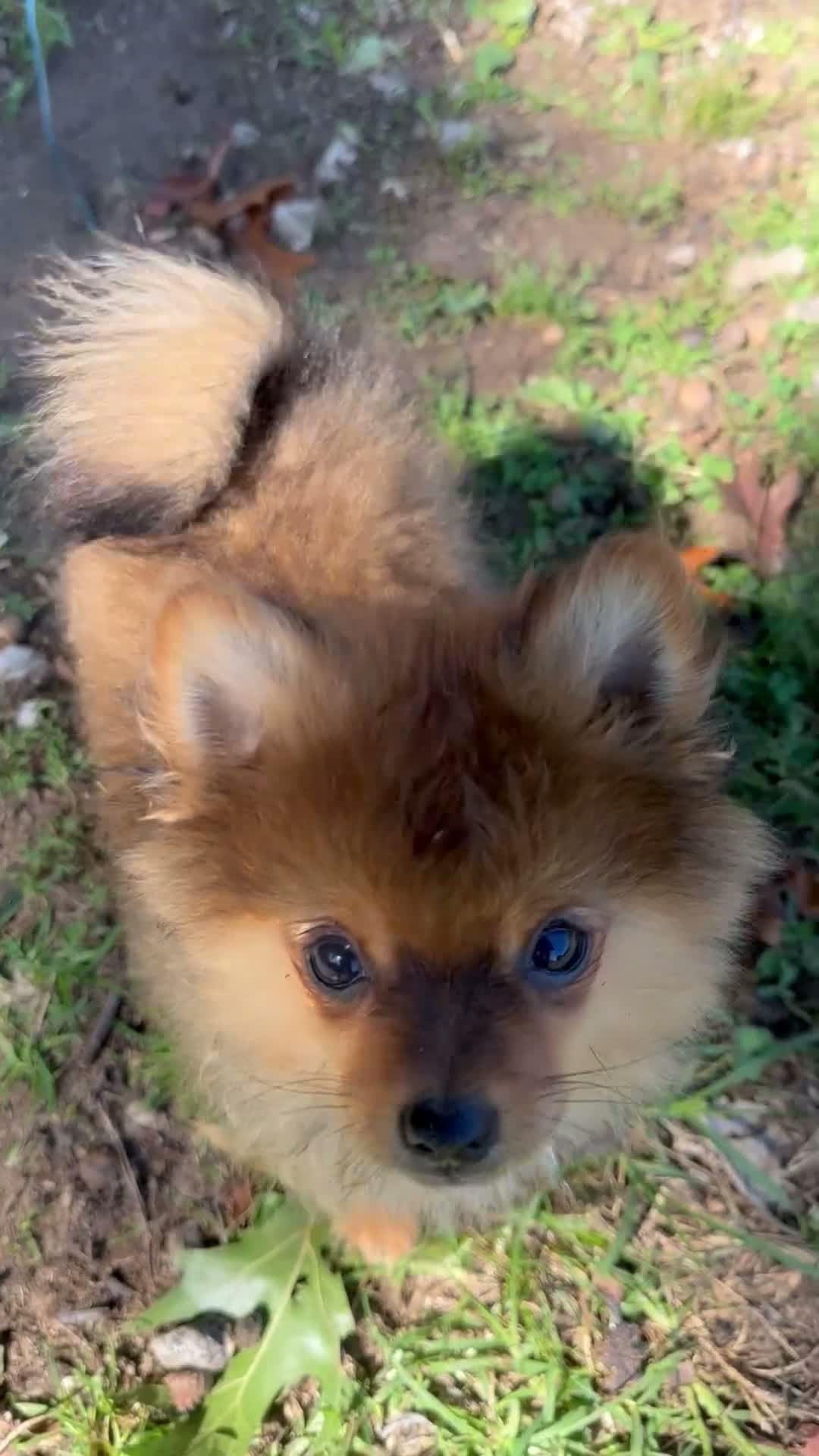 Mixed Breed dogs for sale: Pixsy (mini Chewbacca)  - Video 1