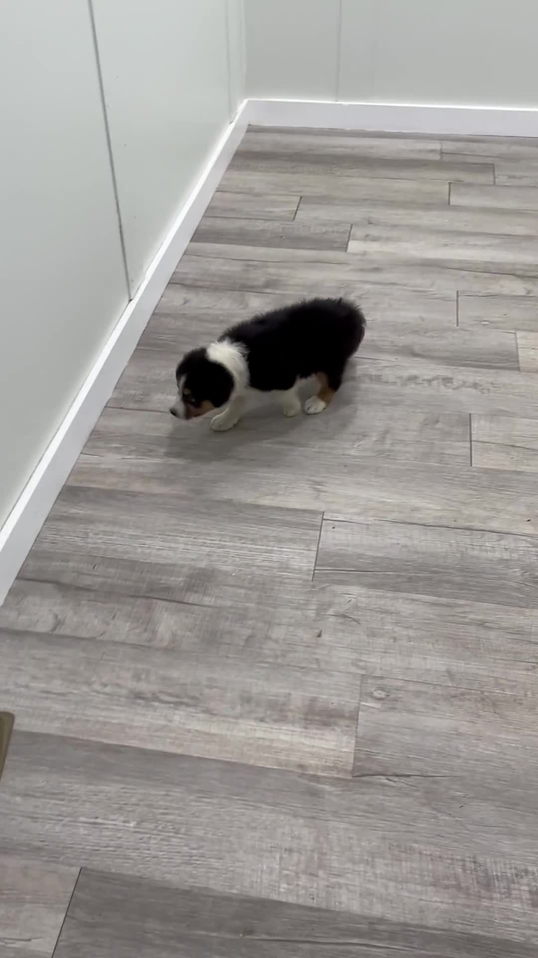 Australian Shepherd dogs for sale: Sophie - Video 1