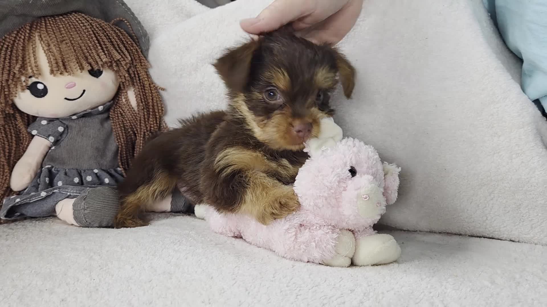 Yorkshire Terrier dogs for sale: Gabby  - Video 1