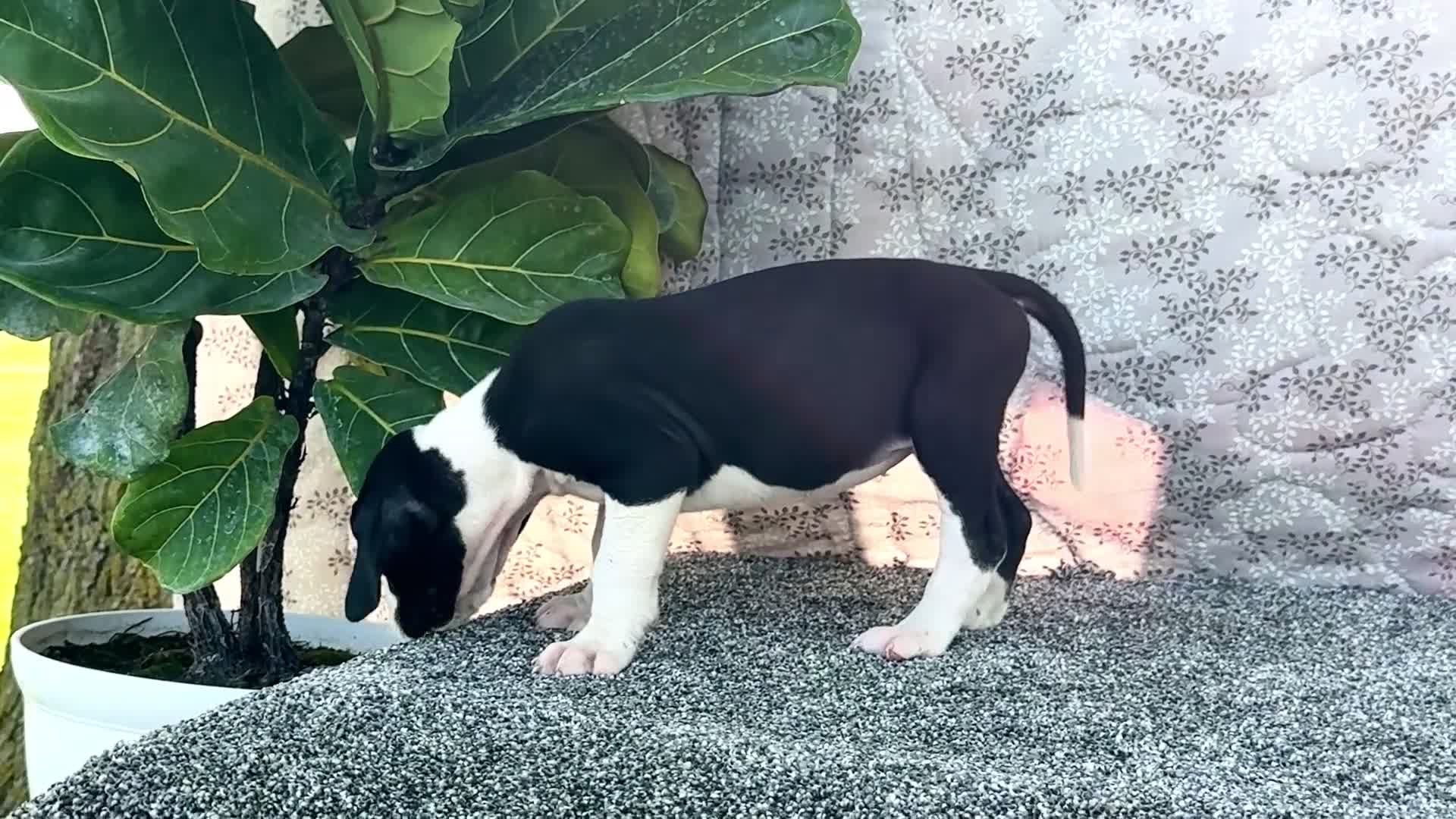Great Dane dogs for sale: Faye - Video 1
