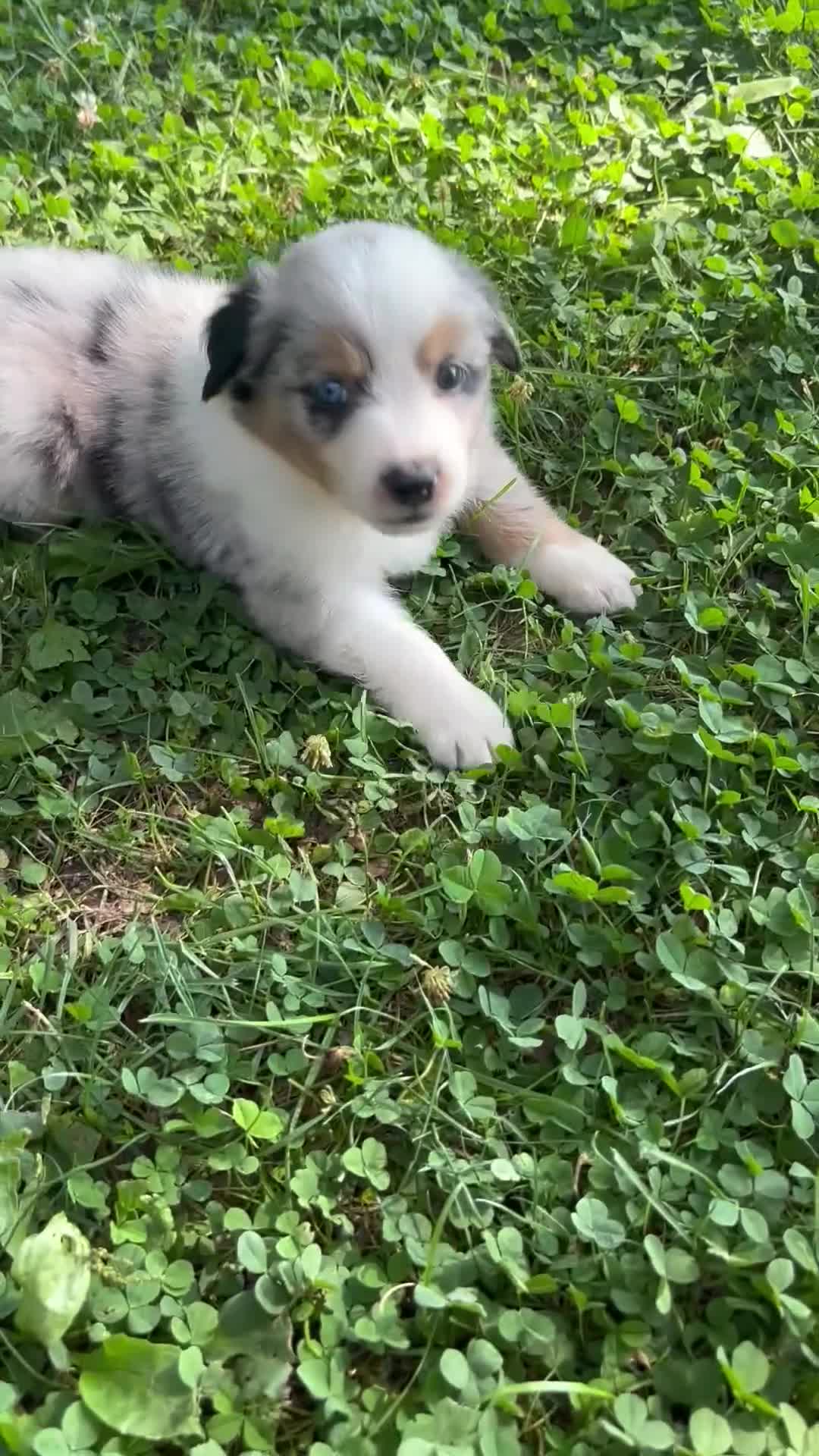 Australian Shepherd dogs for sale: Australian Shepherd 7 - Video 2