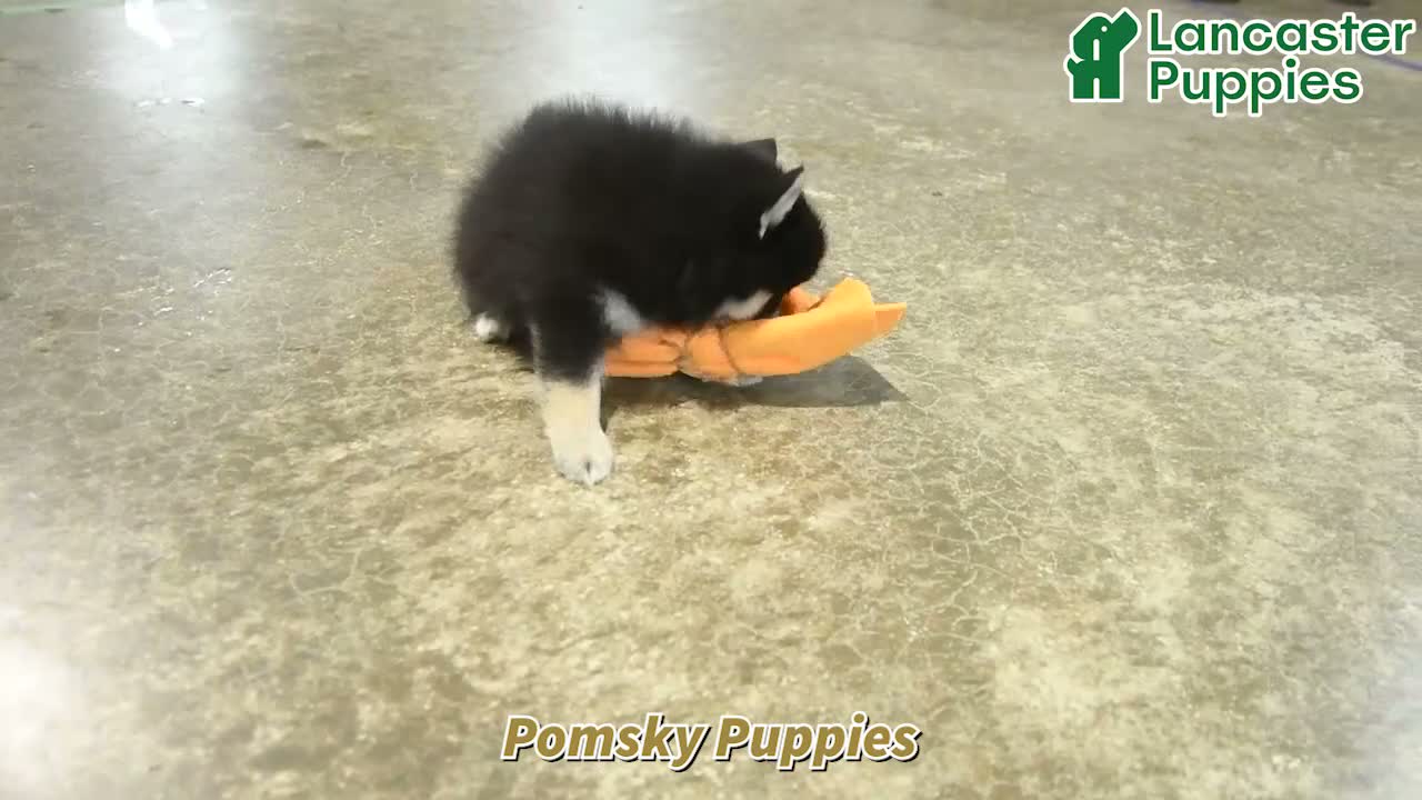 Pomsky dogs for sale: Blake - Video 1