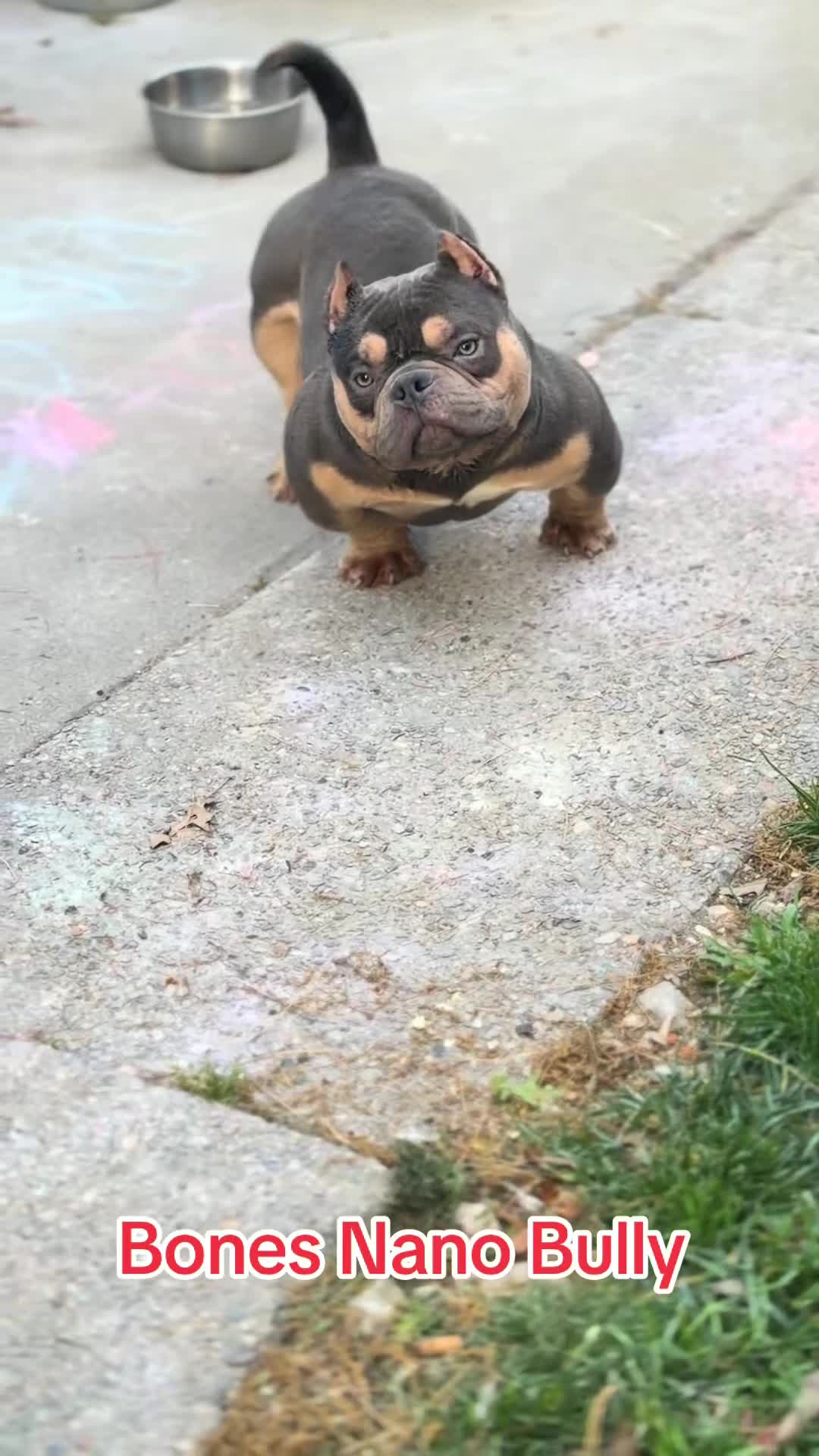American Bully dogs for stud: Bones  - Video 1