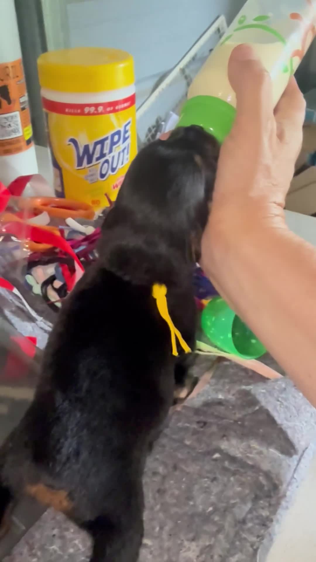 Rottweiler dogs for sale: Rottweiler Puppy 4 - Video 1