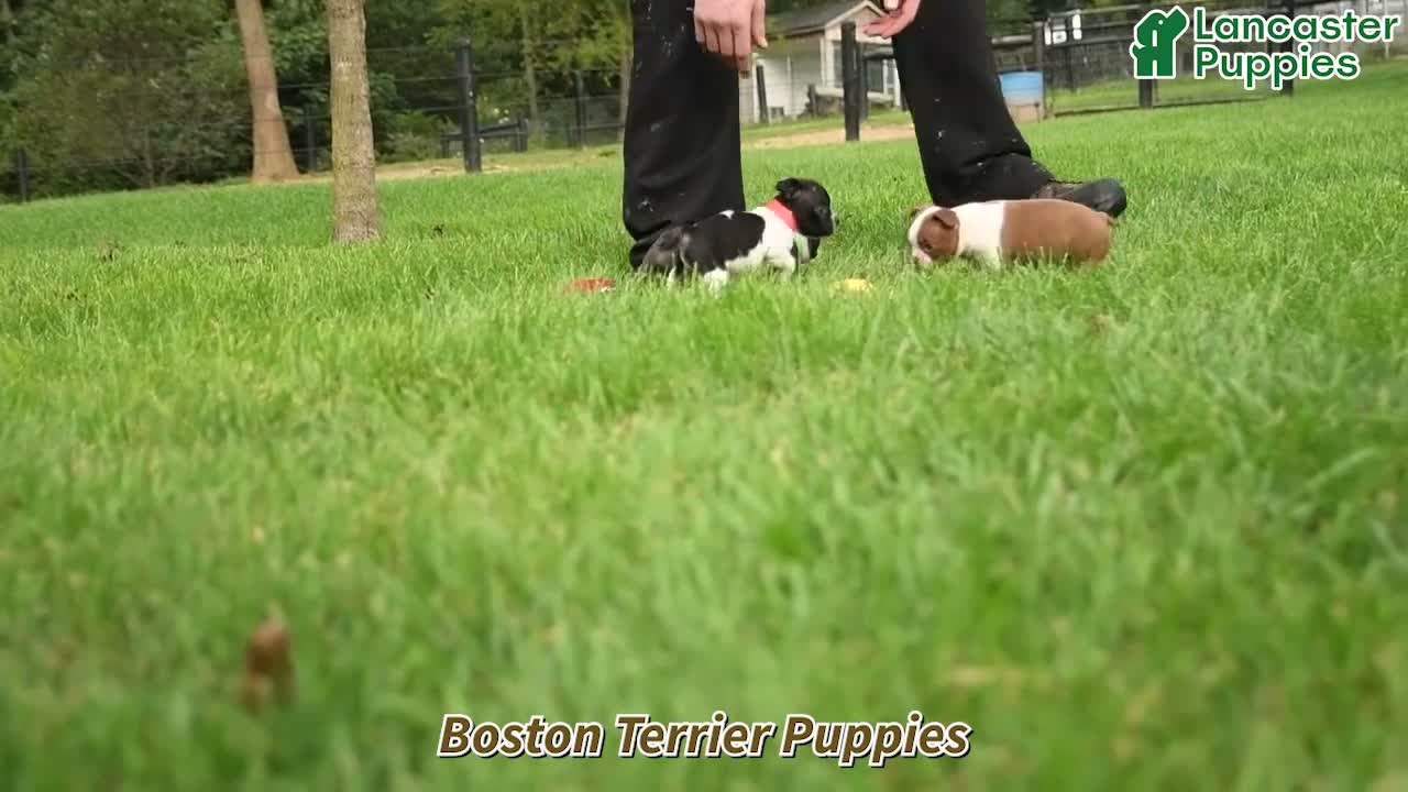 Boston Terrier dogs for sale: Ruth - Video 1