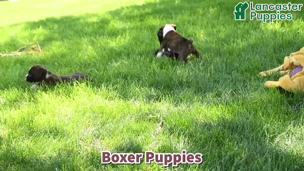 Boxer dogs for sale: Bella   - Video 1