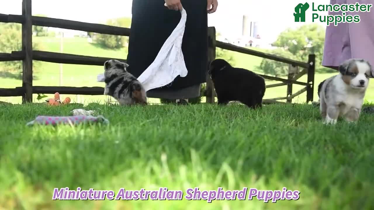 Miniature Australian Shepherd dogs for sale: Wollie - Video 1