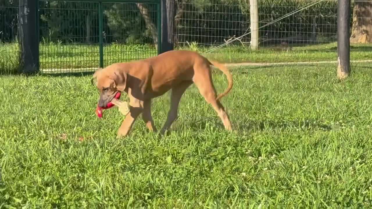 Great Dane dogs for sale: Patience Great Dane  - Video 2
