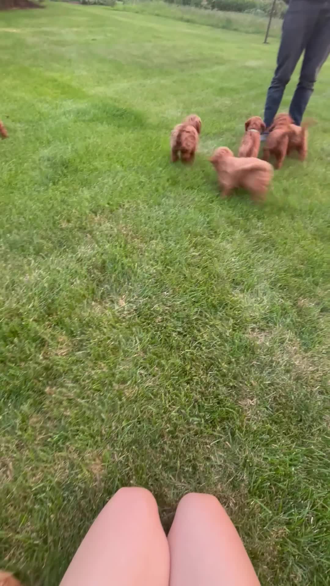 Mini Goldendoodle dogs for sale: Finn - Video 1