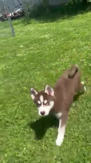 Pomsky dogs for sale: Bentley - Video 1