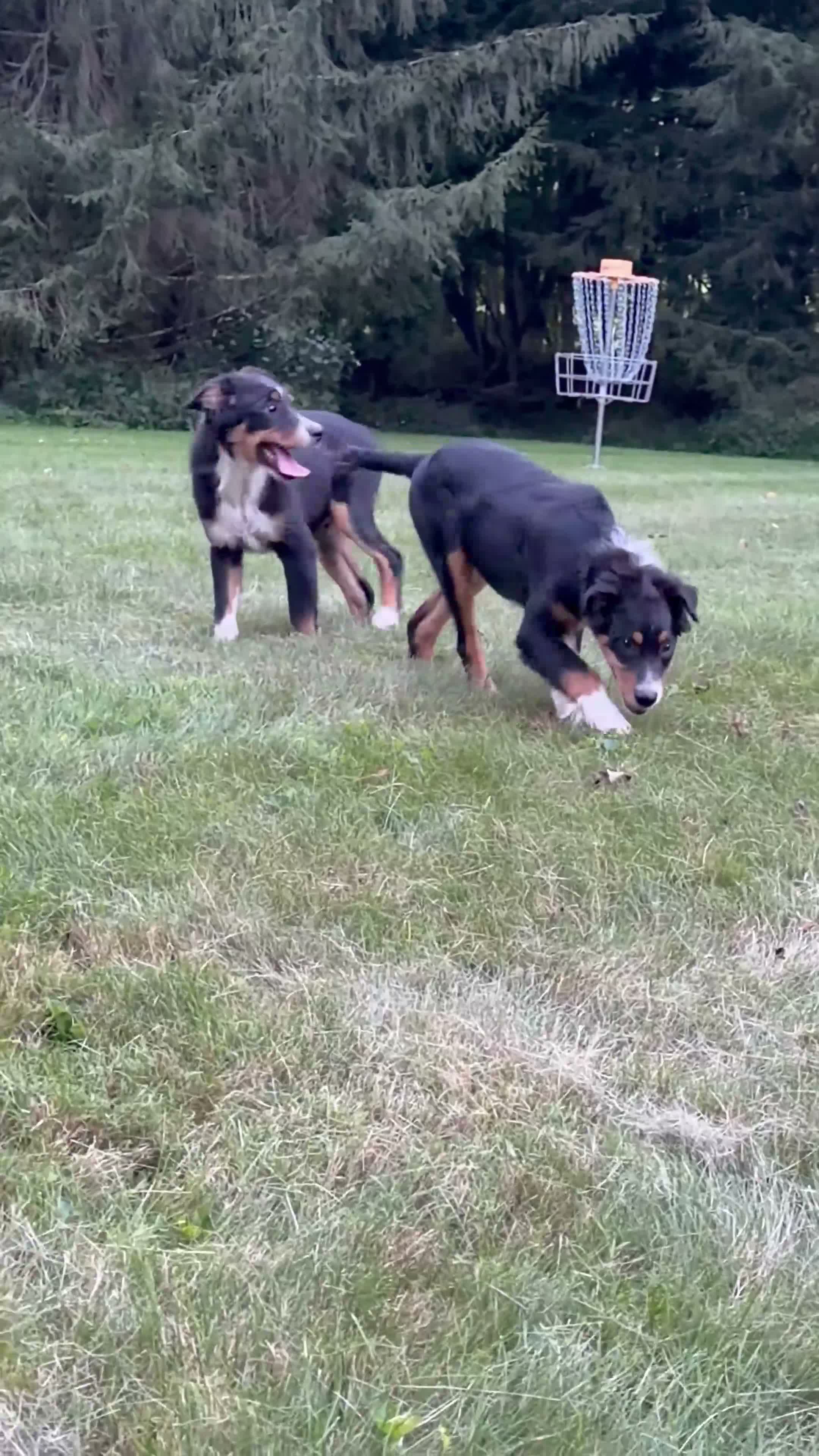 Miniature Australian Shepherd dogs for sale: Marshal  - Video 1