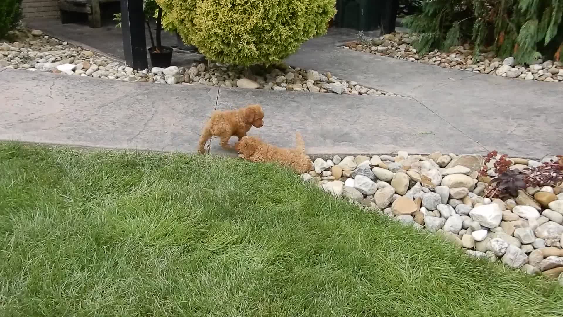 Mini Goldendoodle dogs for sale: Bingo - Video 1