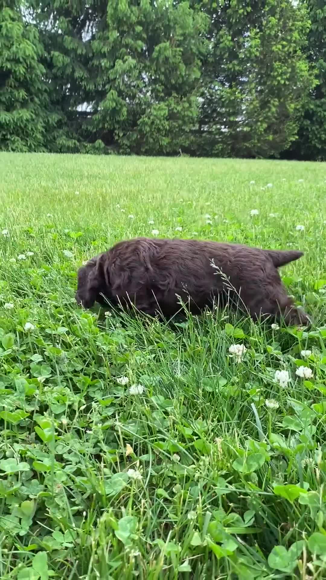Cocker Spaniel dogs for sale: Allie - Video 1