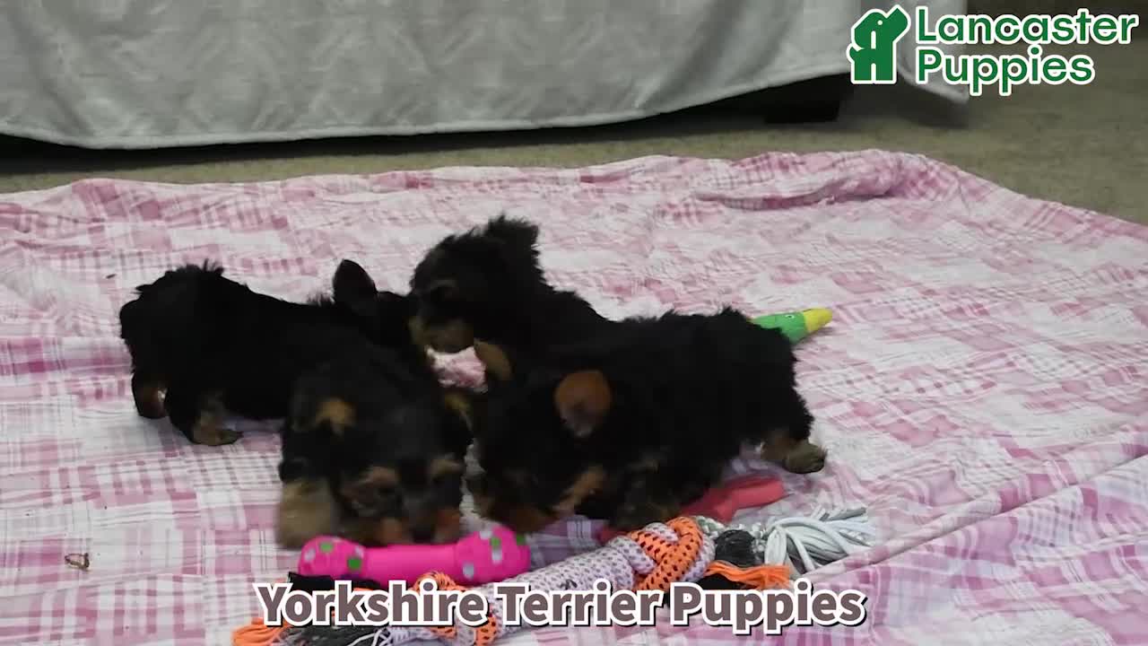 Yorkshire Terrier dogs for sale: Bailey - Video 1