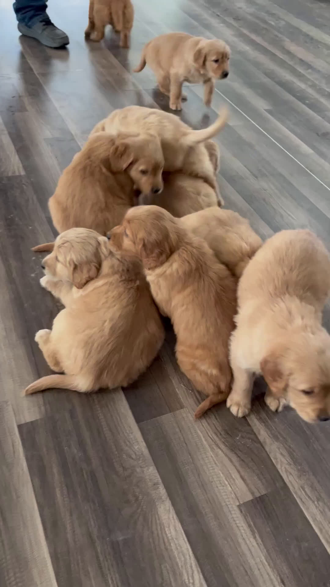 Golden Retriever dogs for sale: Titan - Video 2