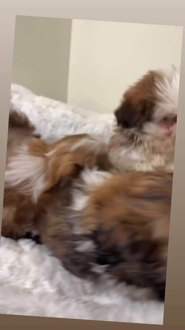 Shih Tzu dogs for sale: Jet  - Video 2