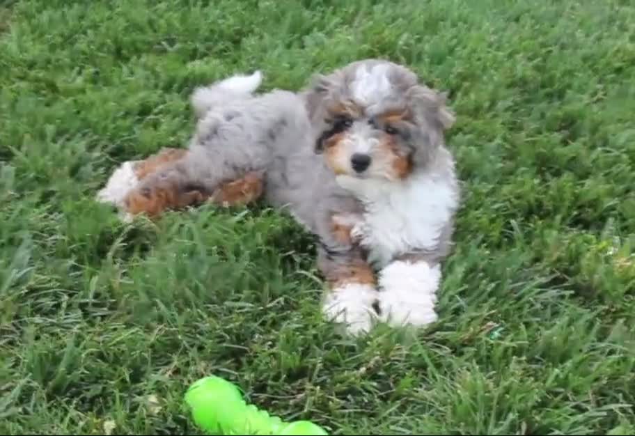 Mixed Breed dogs for sale: 🧬 STUD PROSPECT! EE ky/ky at/at DD FF 🧪 100% Embark Tested - Video 1