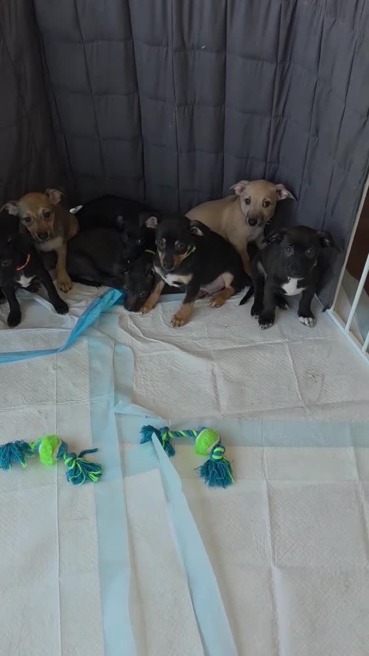 Chiweenie dogs for sale: Chiweenie Puppy 2 - Video 1