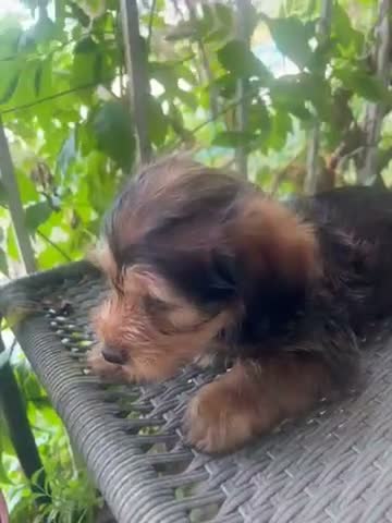 Shorkie dogs for sale: Shorkie 1 - Video 1