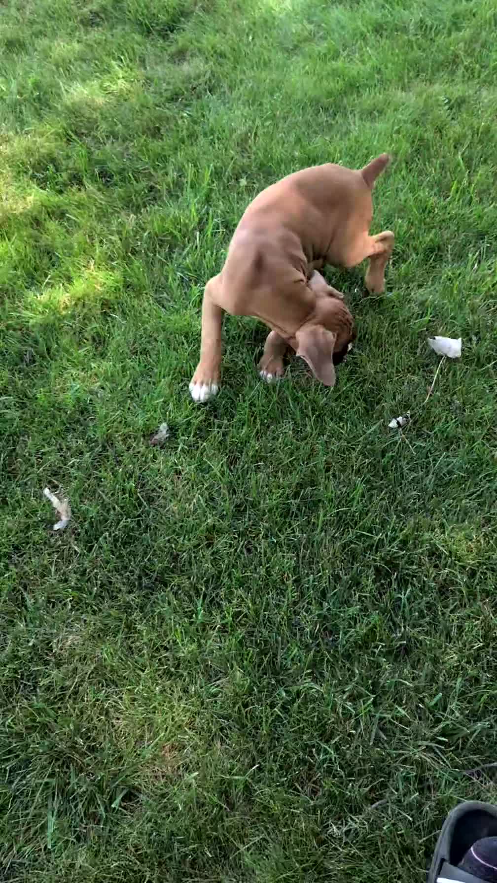 Boxer dogs for sale: Kylo - Video 1